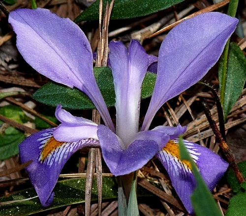 {Iris verna var. smalliana}